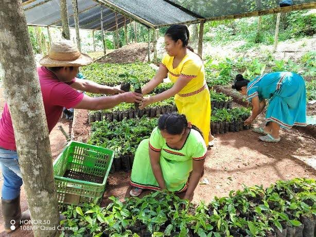 Cultivating Hope: Coffee Production in the Ngäbe-Buglé territory